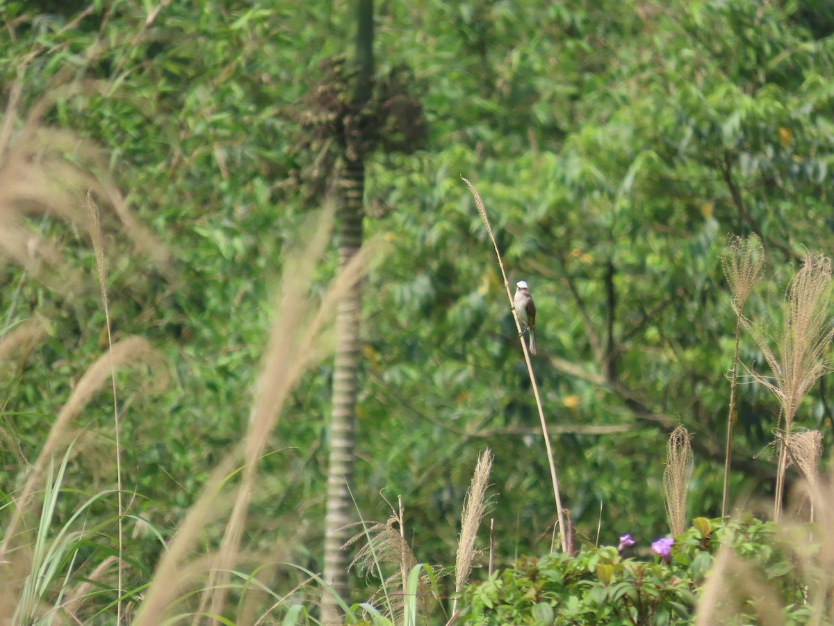 Light-vented Bulbul - ML633166131