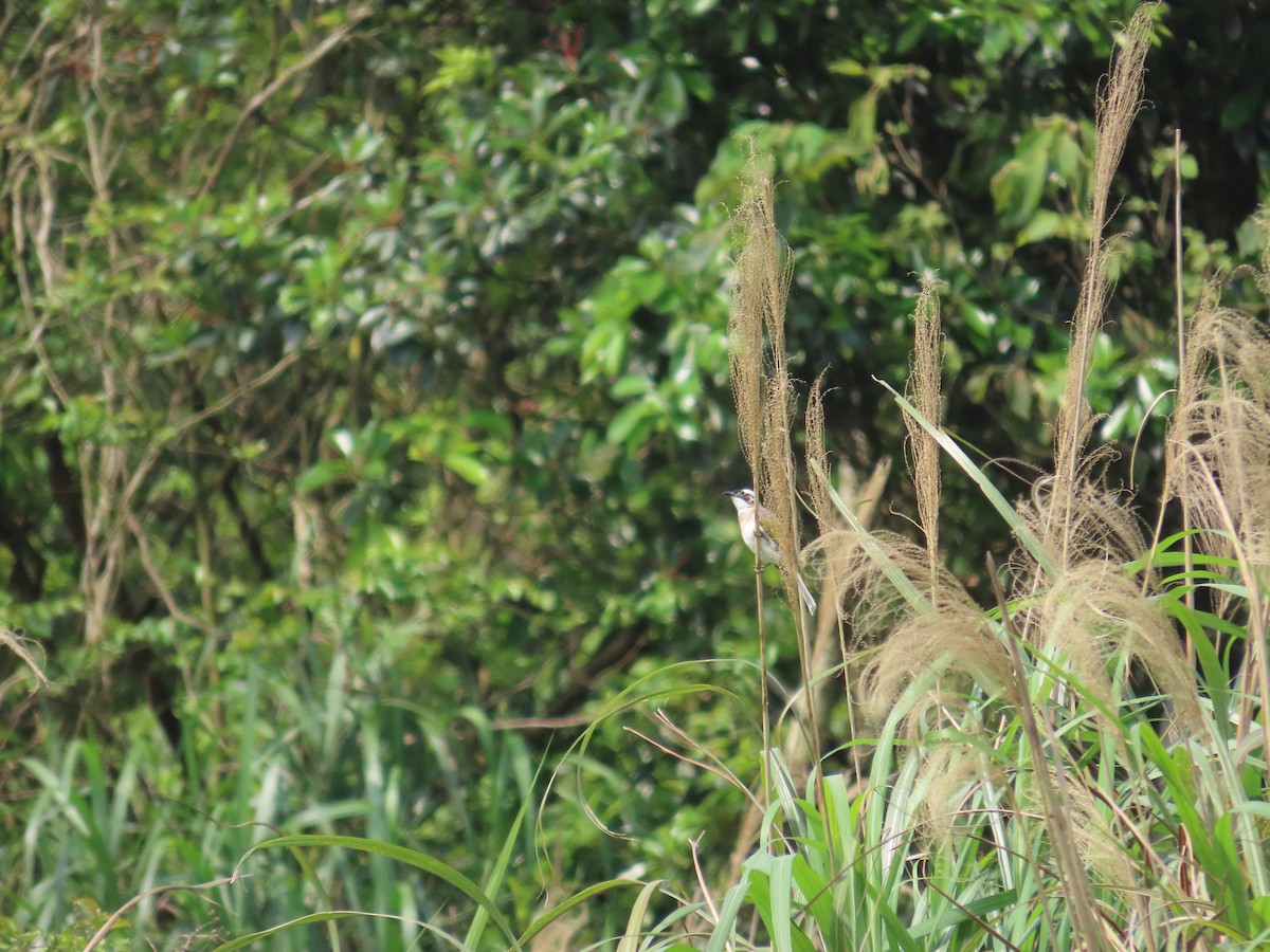 Light-vented Bulbul - ML633166132