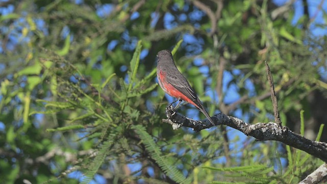 Vermilion Flycatcher - ML633166242
