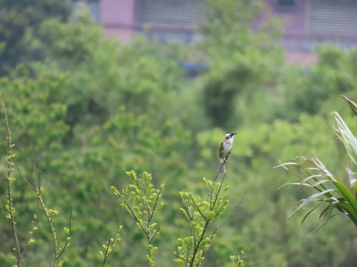 Light-vented Bulbul - ML633166252