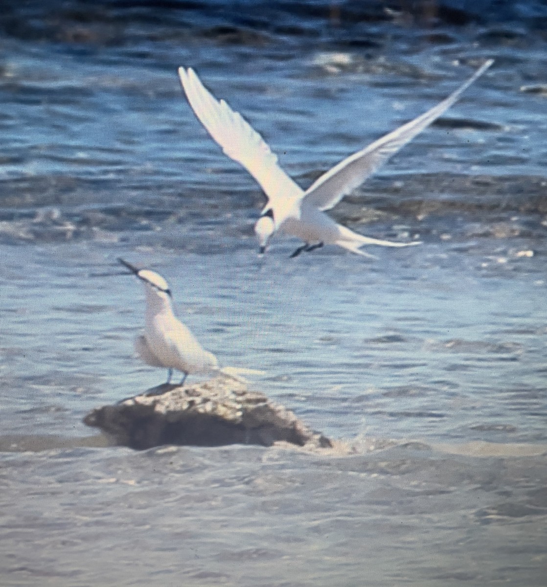 エリグロアジサシ - ML633166362