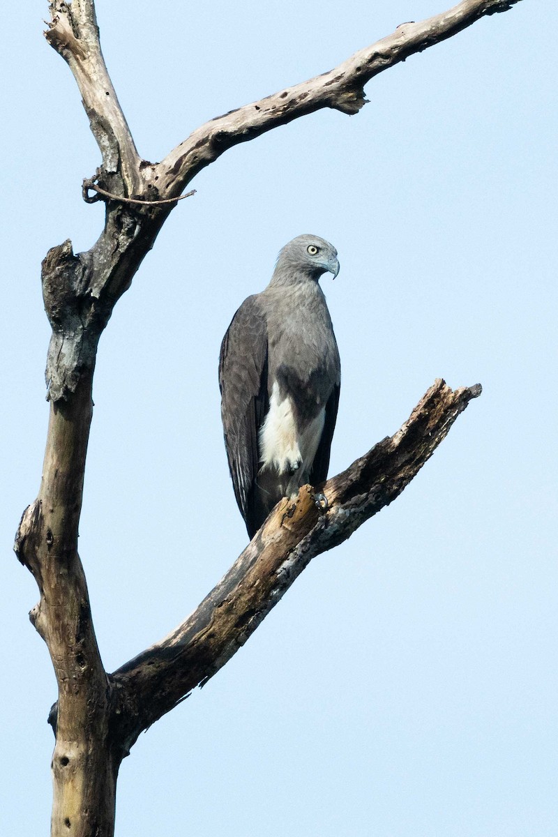 Gray-headed Fish-Eagle - ML633166383