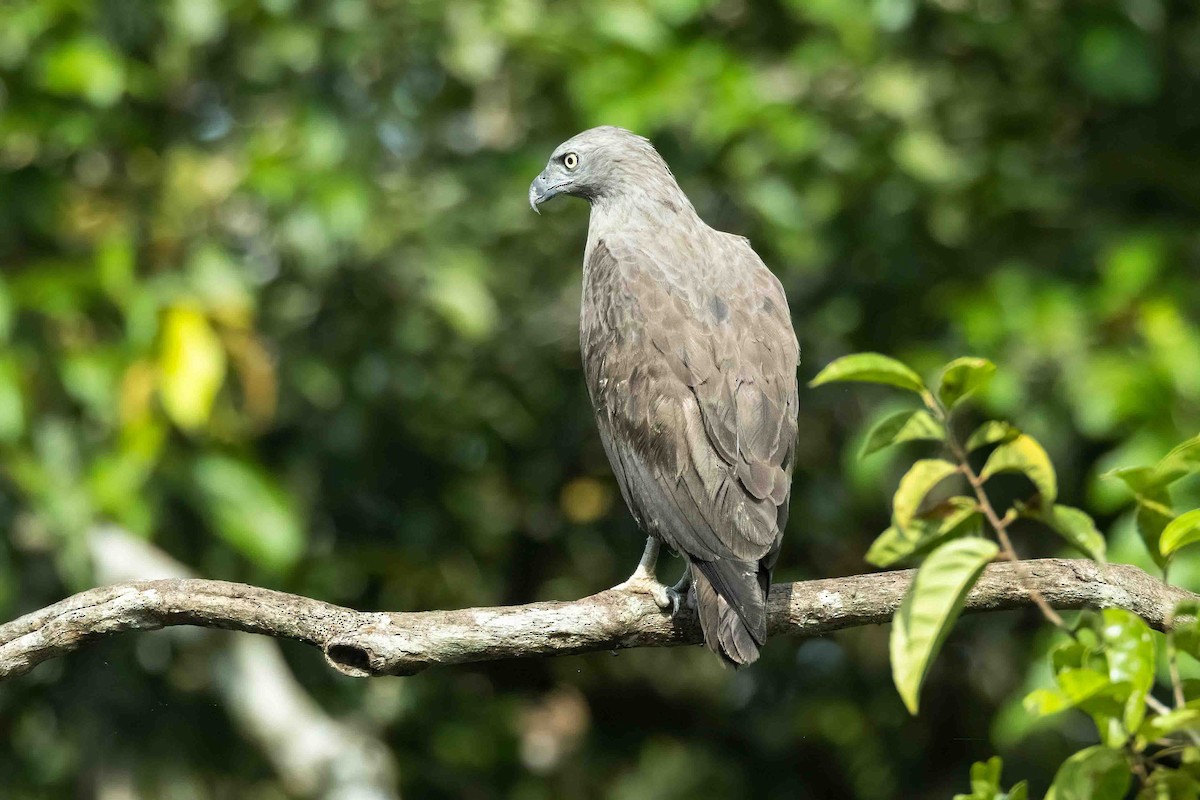 Gray-headed Fish-Eagle - ML633166384
