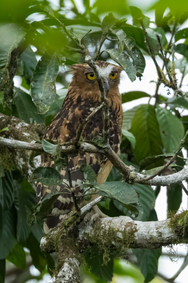 Buffy Fish-Owl - ML633166392