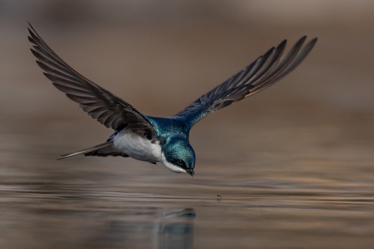 Tree Swallow - ML633166437