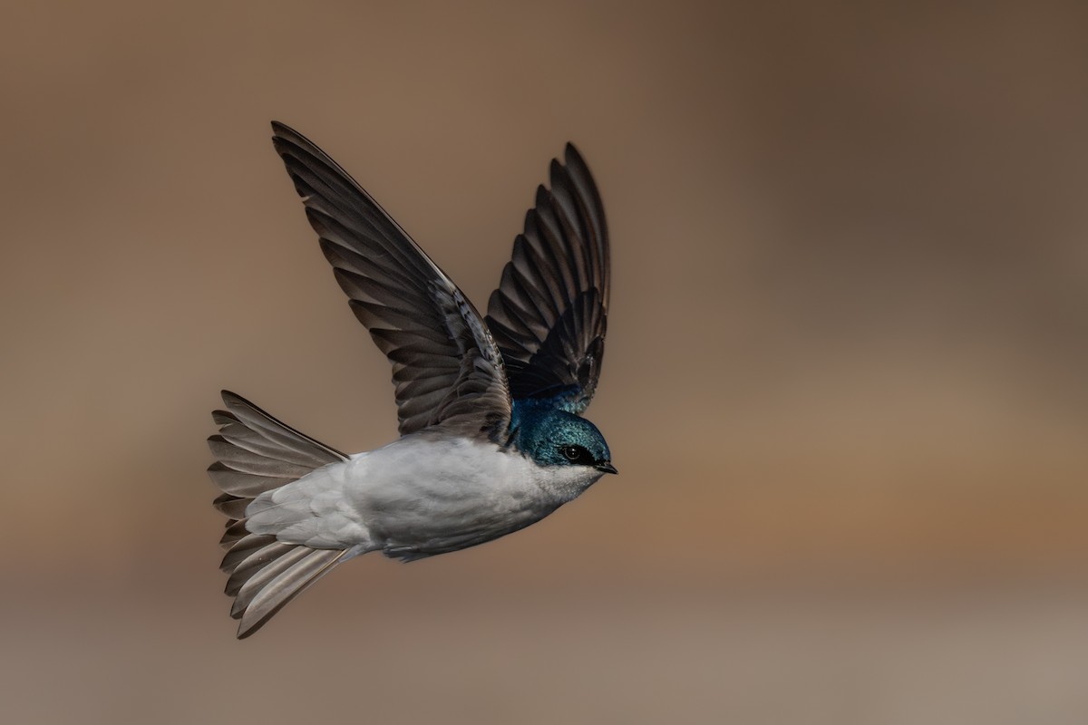 Tree Swallow - ML633166446