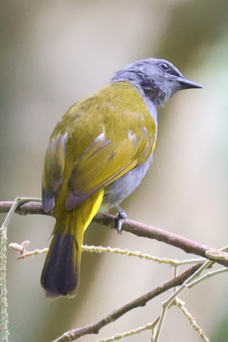 Gray-bellied Bulbul - ML633166495