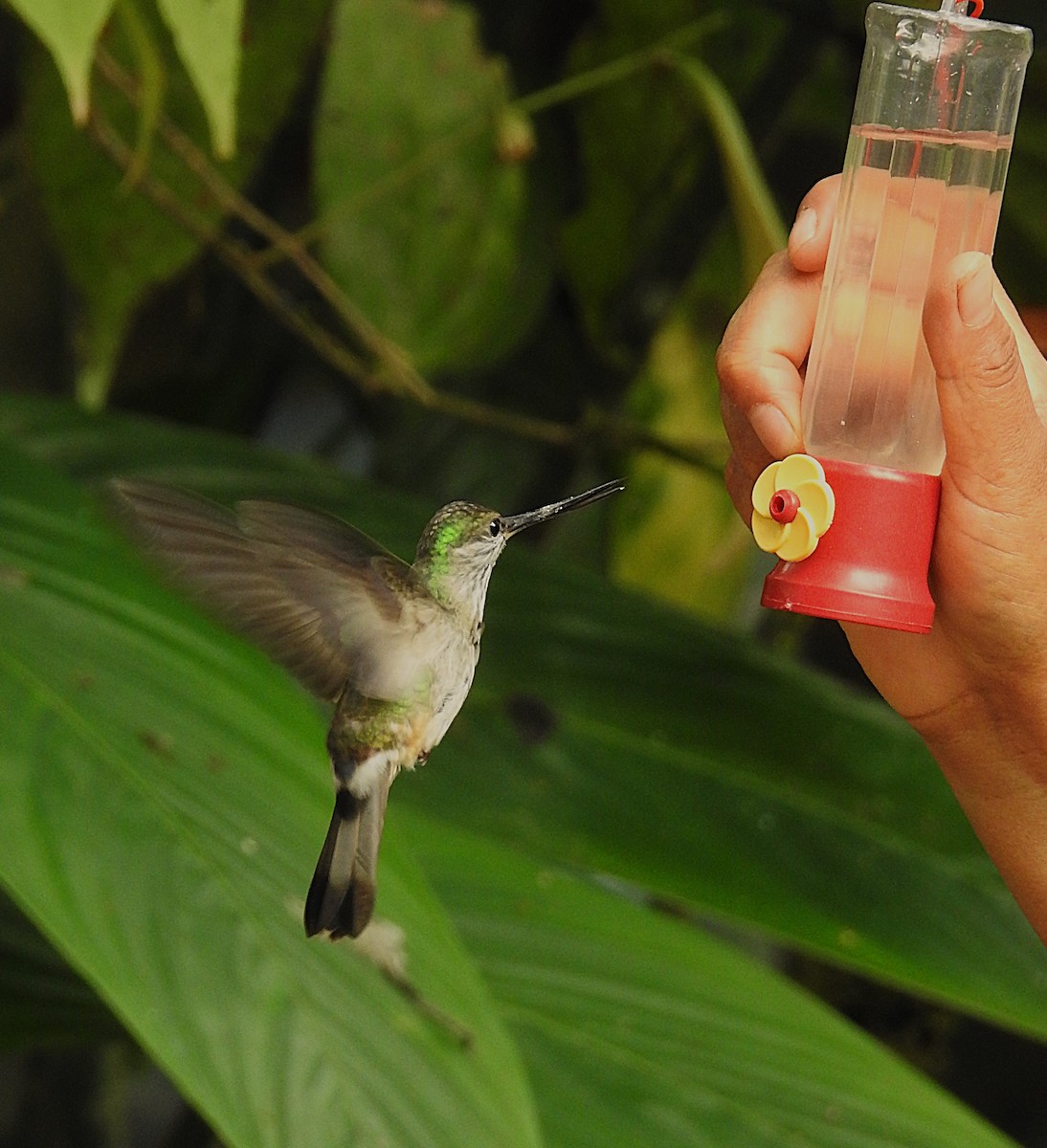 Tooth-billed Hummingbird - ML633166571