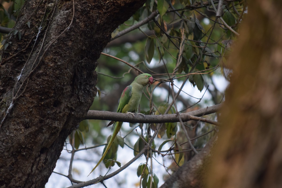 Alexandrine Parakeet - Rabin Gautam