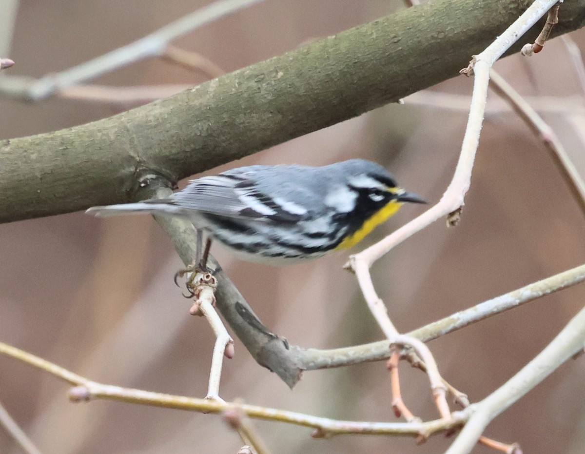 Yellow-throated Warbler - ML633166606