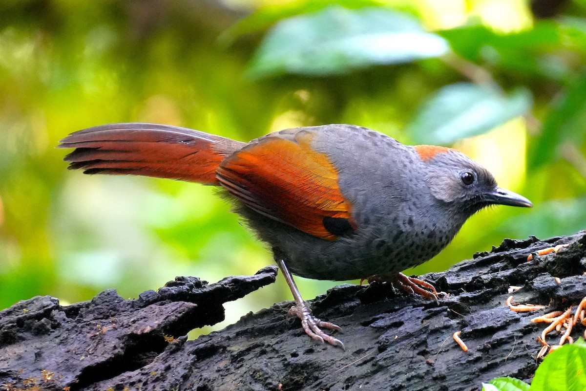 Golden-winged Laughingthrush - ML633166617