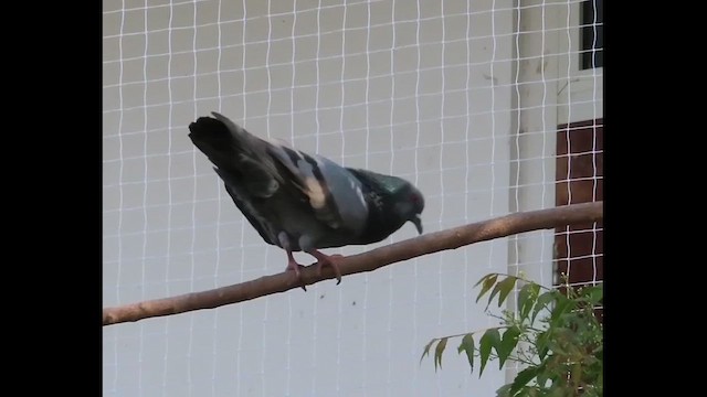 Rock Pigeon (Feral Pigeon) - ML633166645