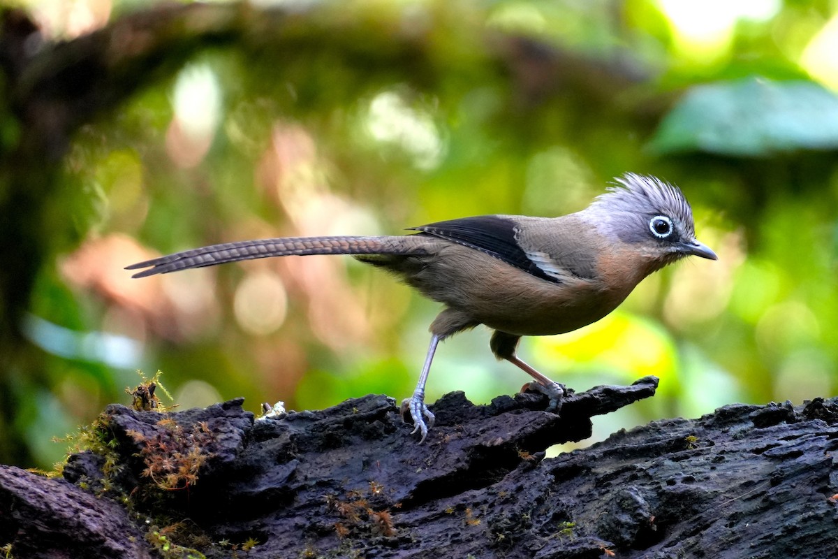 Black-crowned Barwing - ML633166648
