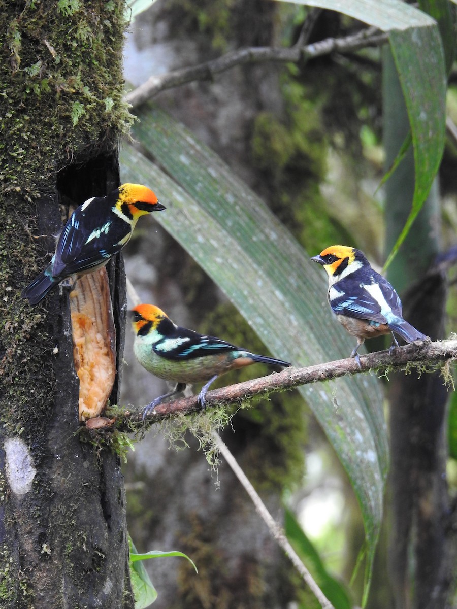 Flame-faced Tanager - Ginny Culver