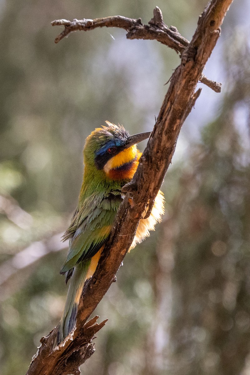 Ethiopian Bee-eater - ML633166712