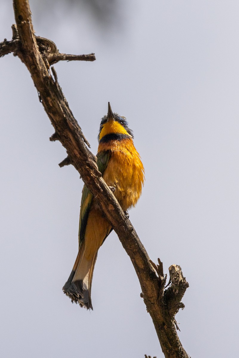 Ethiopian Bee-eater - ML633166713