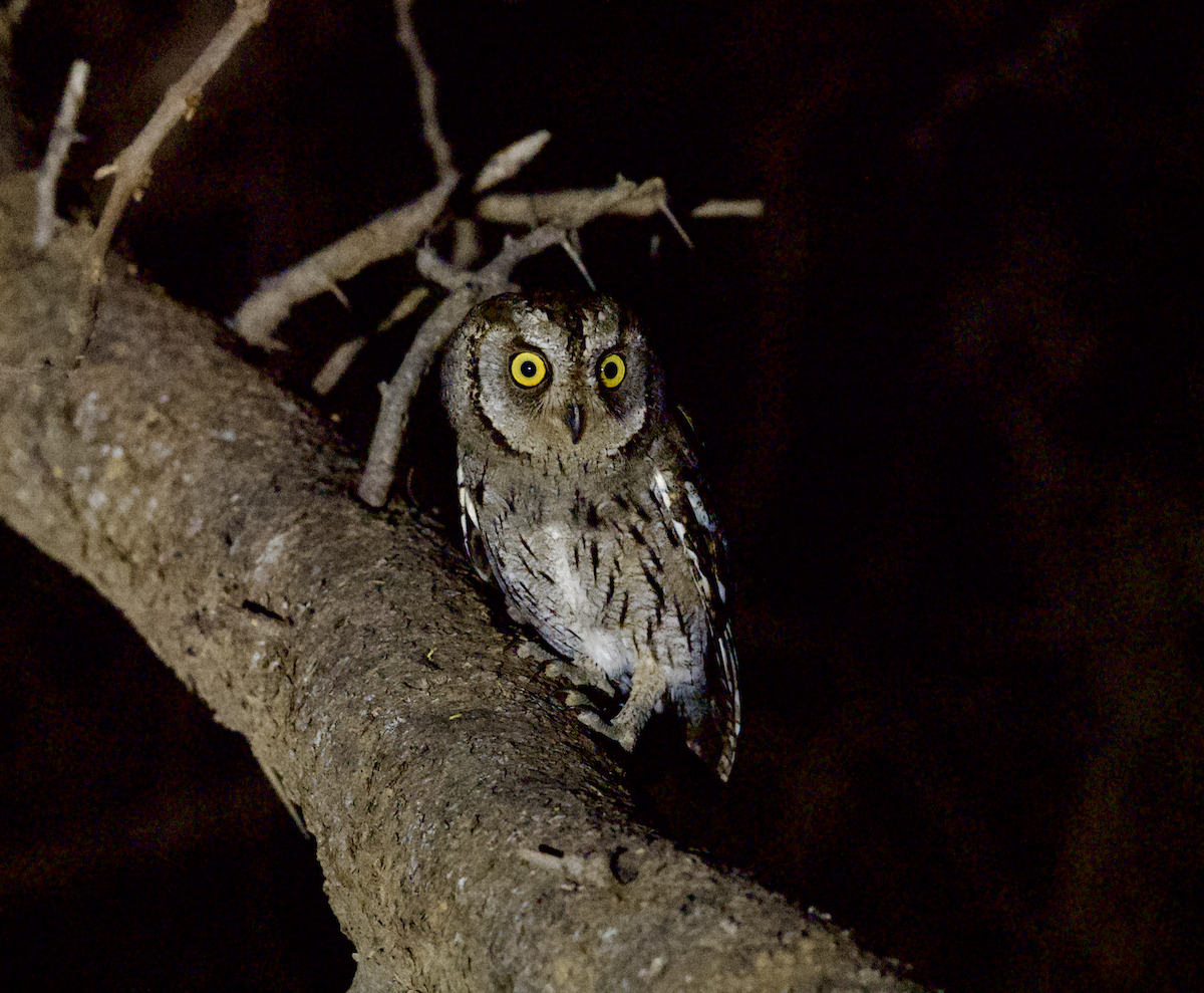 Arabian Scops-Owl - ML633166932