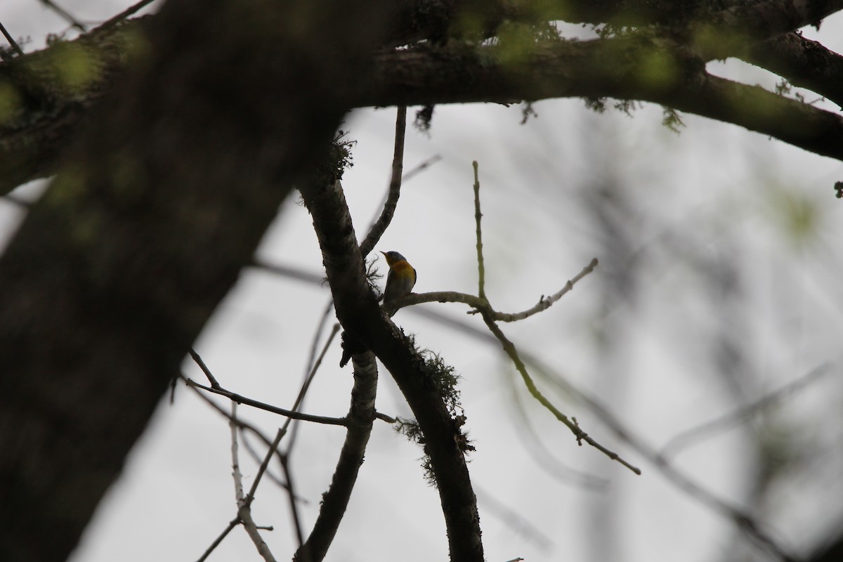 Northern Parula - ML633166952