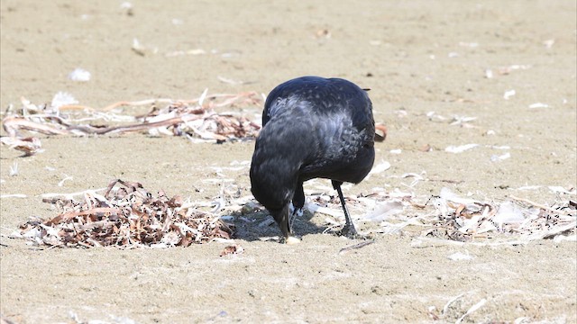 American Crow - ML633166995