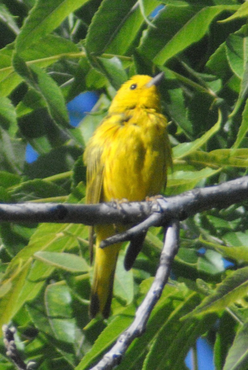 Yellow Warbler (Northern) - ML63316701