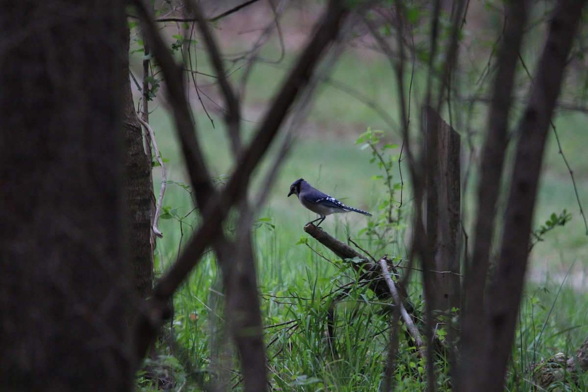 Blue Jay - ML633167031