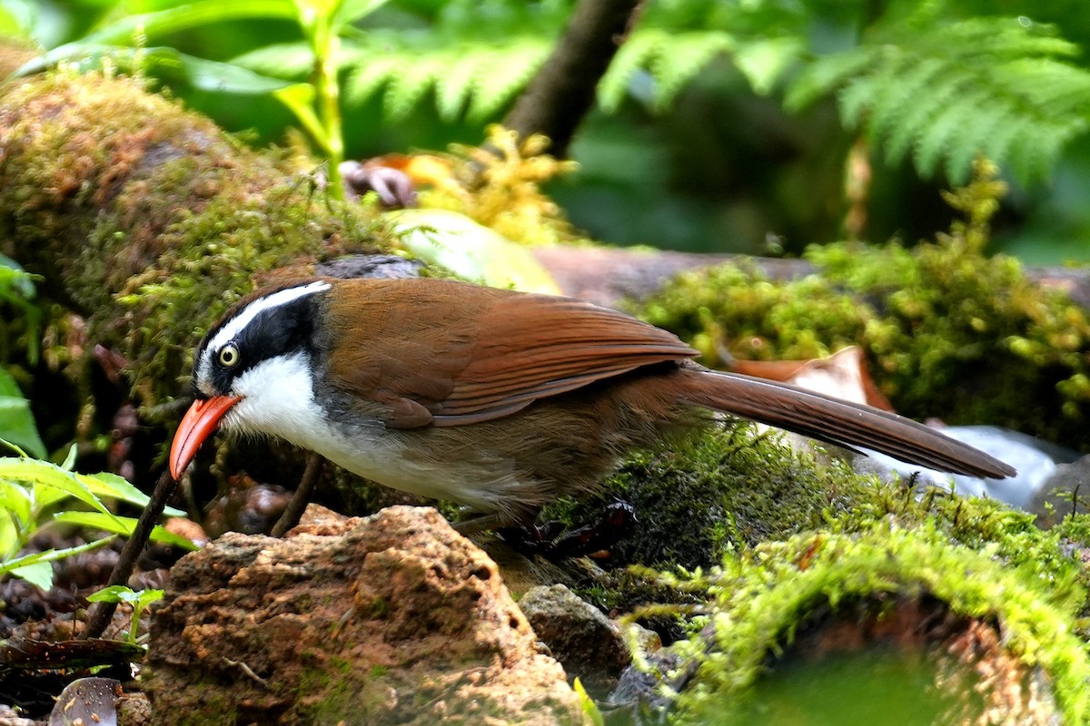 Brown-crowned Scimitar-Babbler - ML633167062