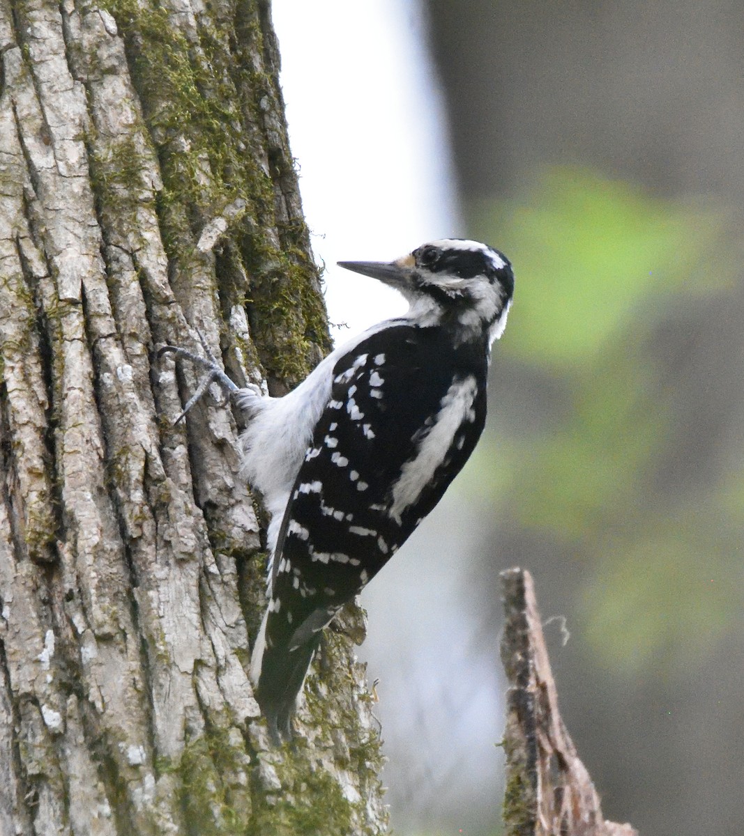 Hairy Woodpecker - ML633167085
