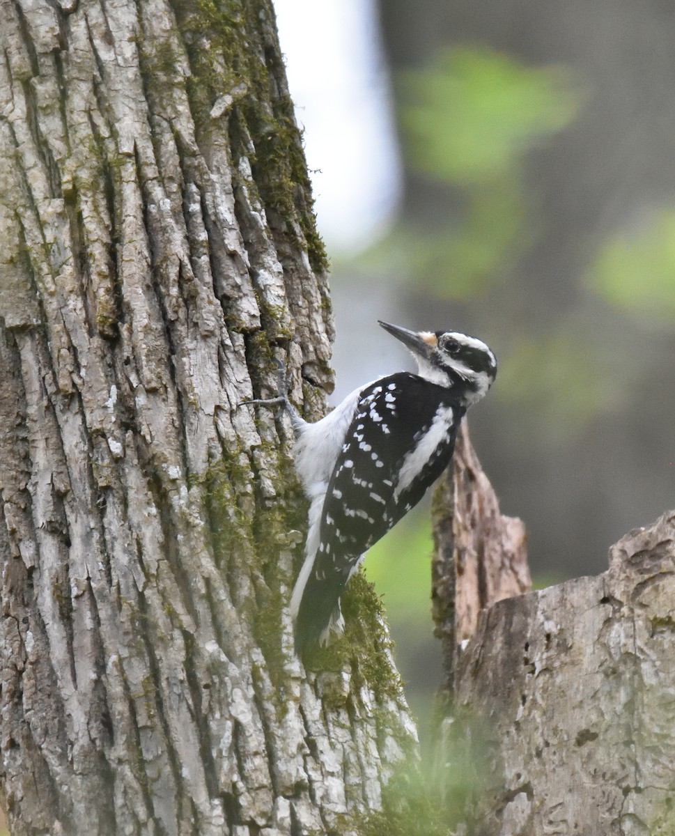 Hairy Woodpecker - ML633167088