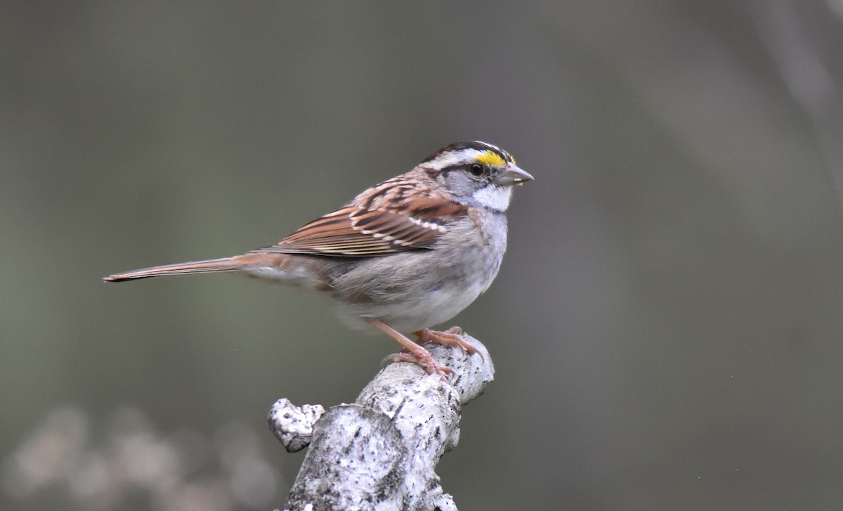 White-throated Sparrow - ML633167124