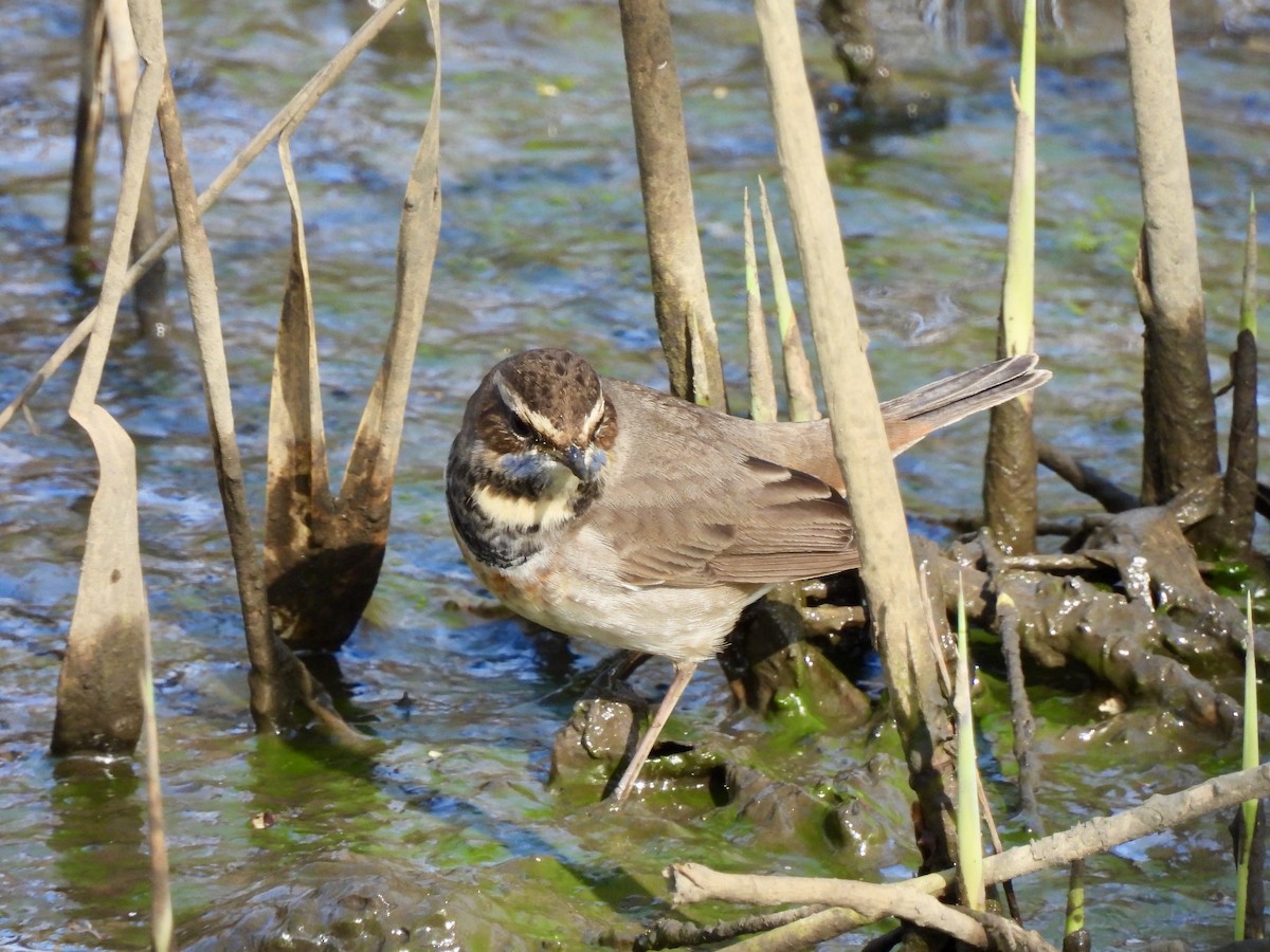 Bluethroat - ML633167164