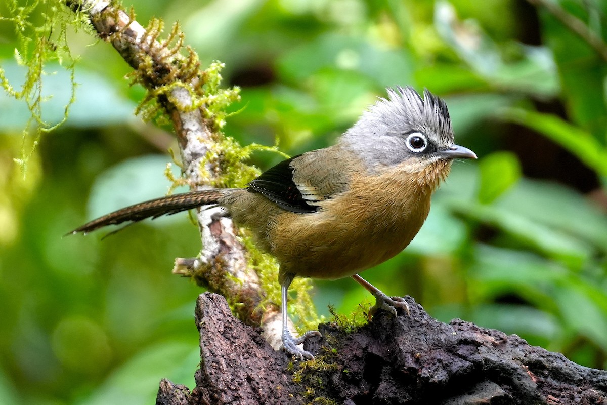 Black-crowned Barwing - ML633167173