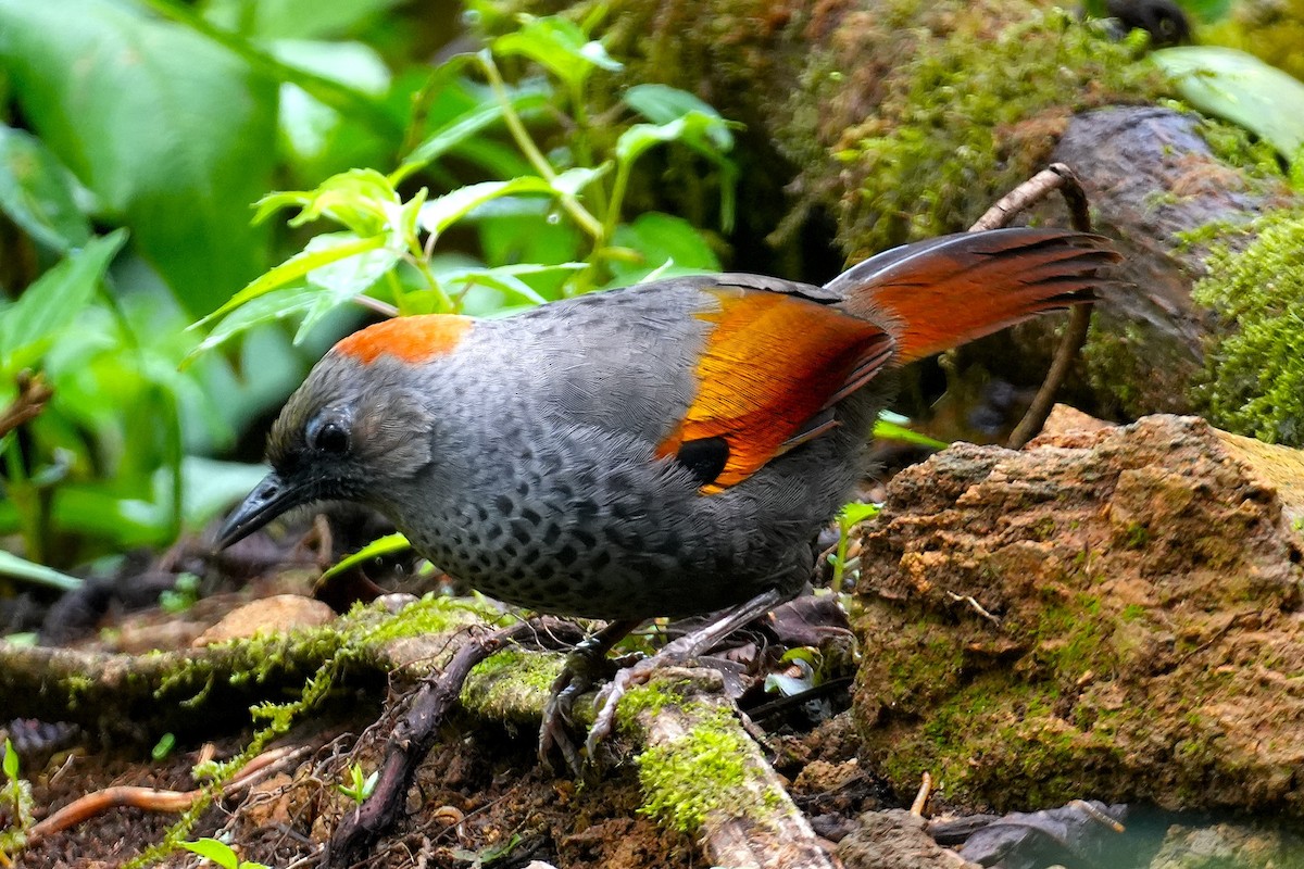 Golden-winged Laughingthrush - ML633167201