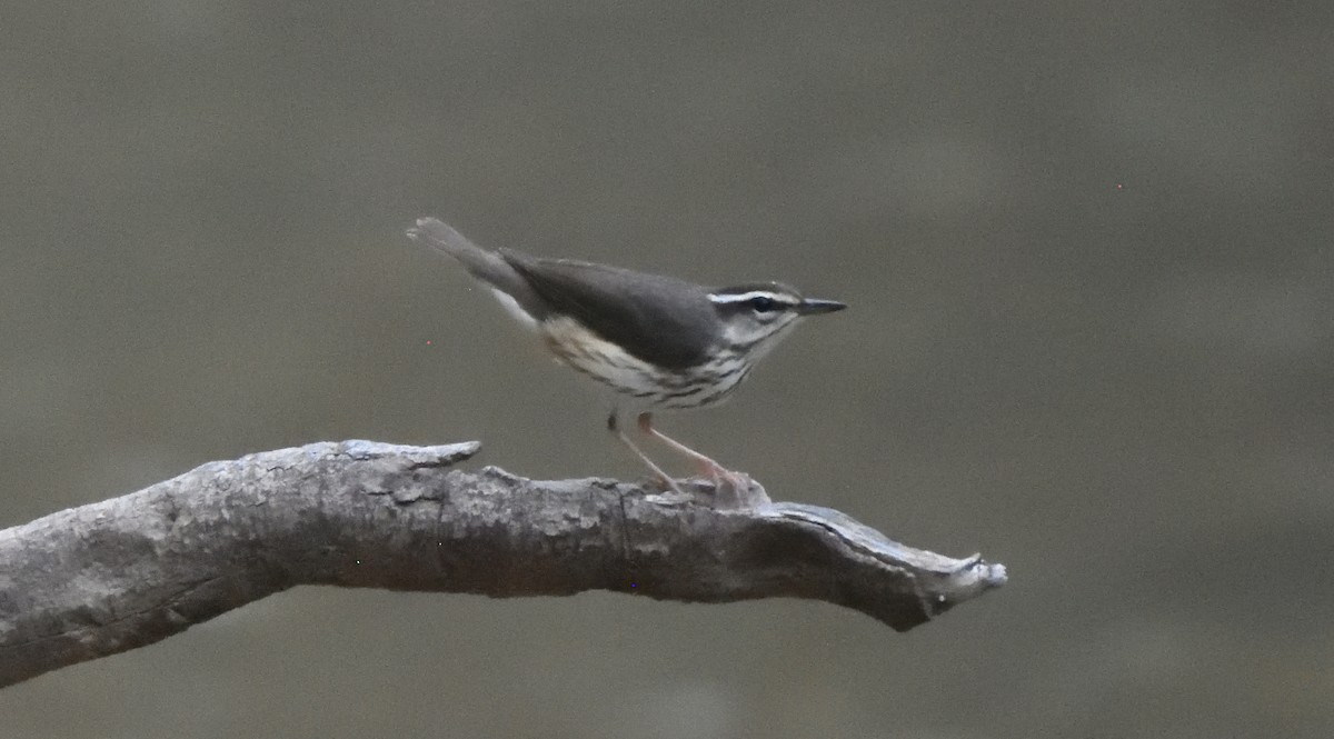 Louisiana Waterthrush - ML633167259