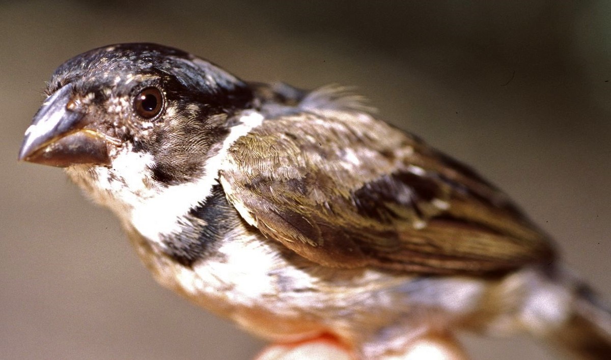 Wing-barred Seedeater (Caqueta) - ML633167260