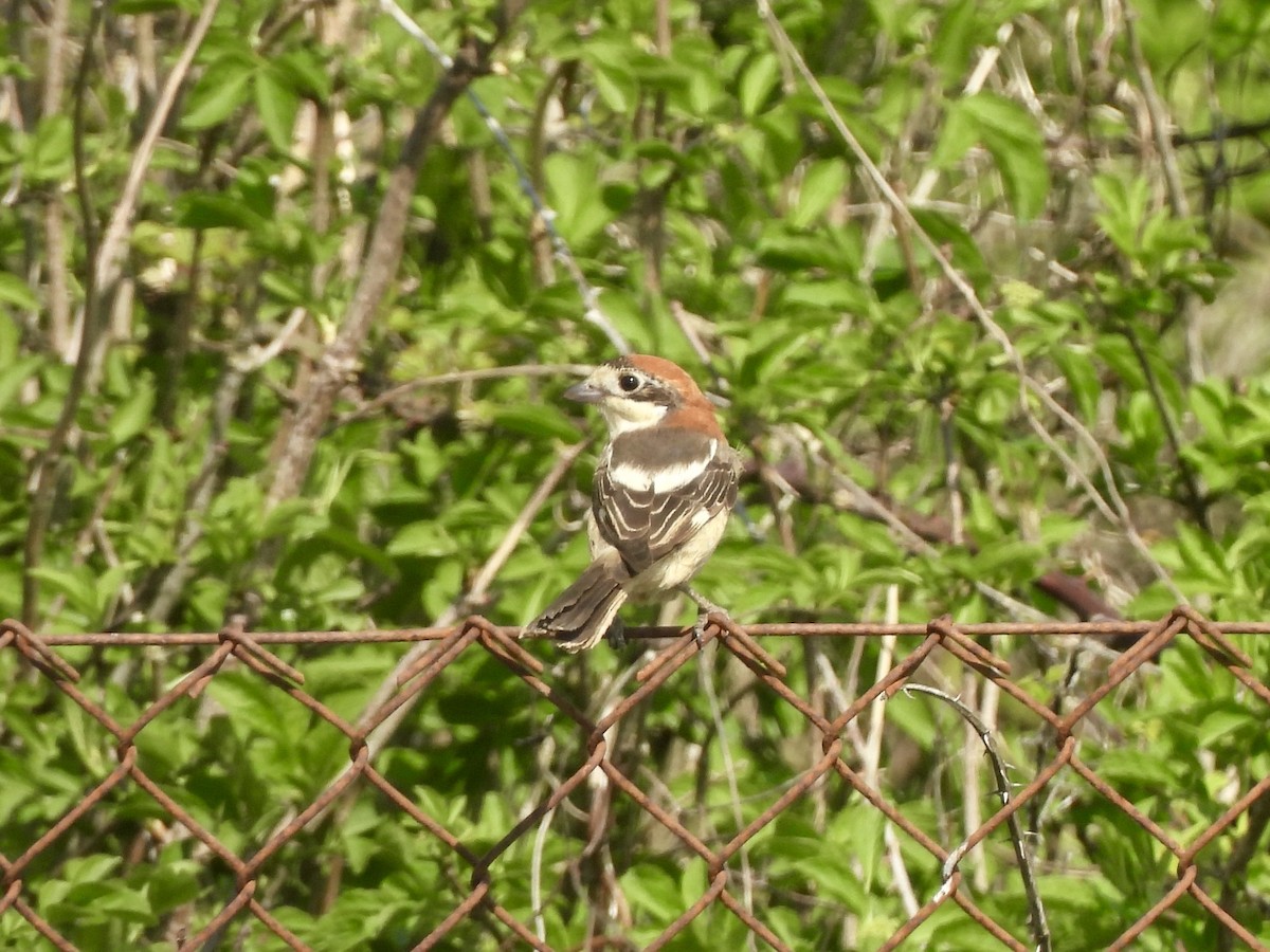 Woodchat Shrike - ML633167263