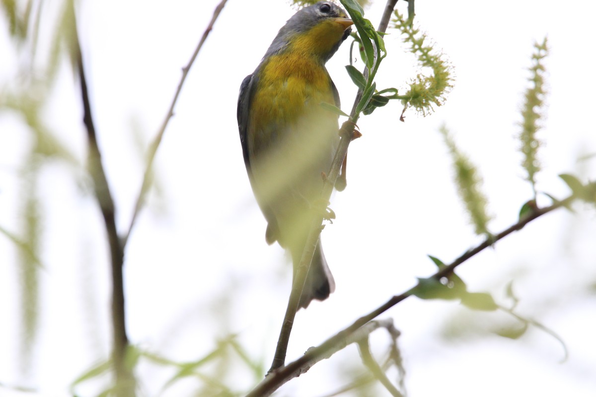 Northern Parula - ML633167346