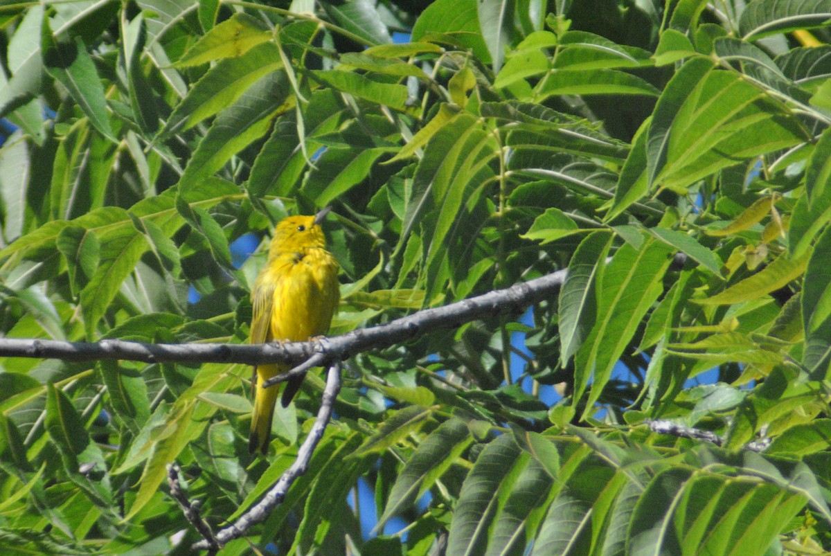 Yellow Warbler (Northern) - ML63316741
