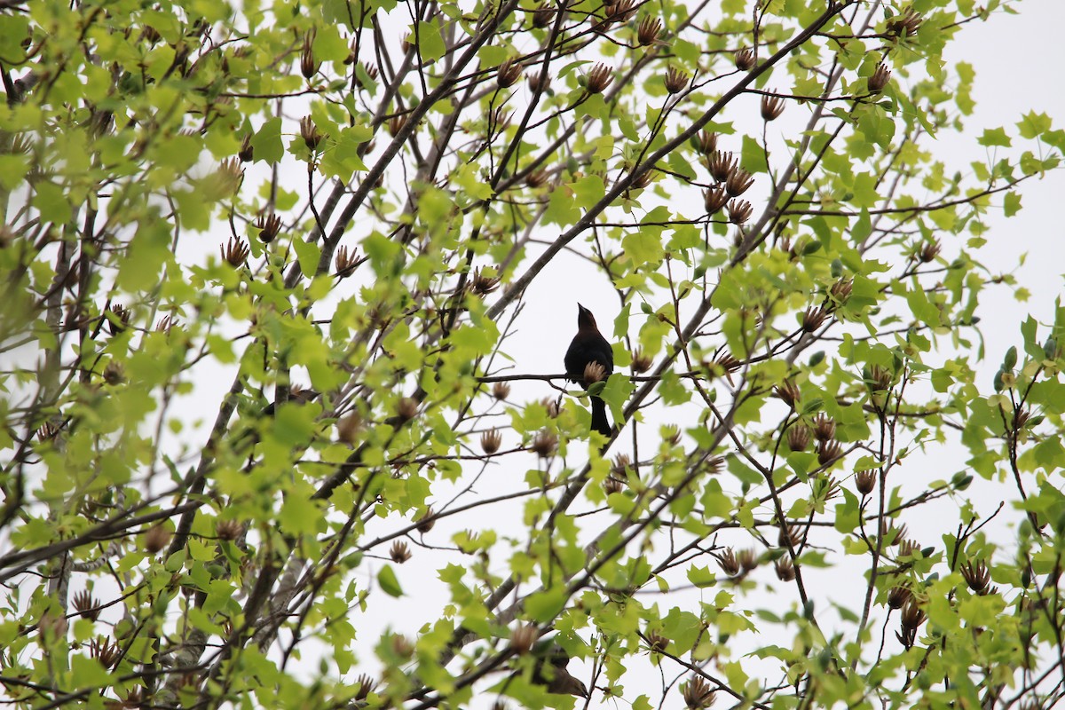 Brown-headed Cowbird - ML633167410