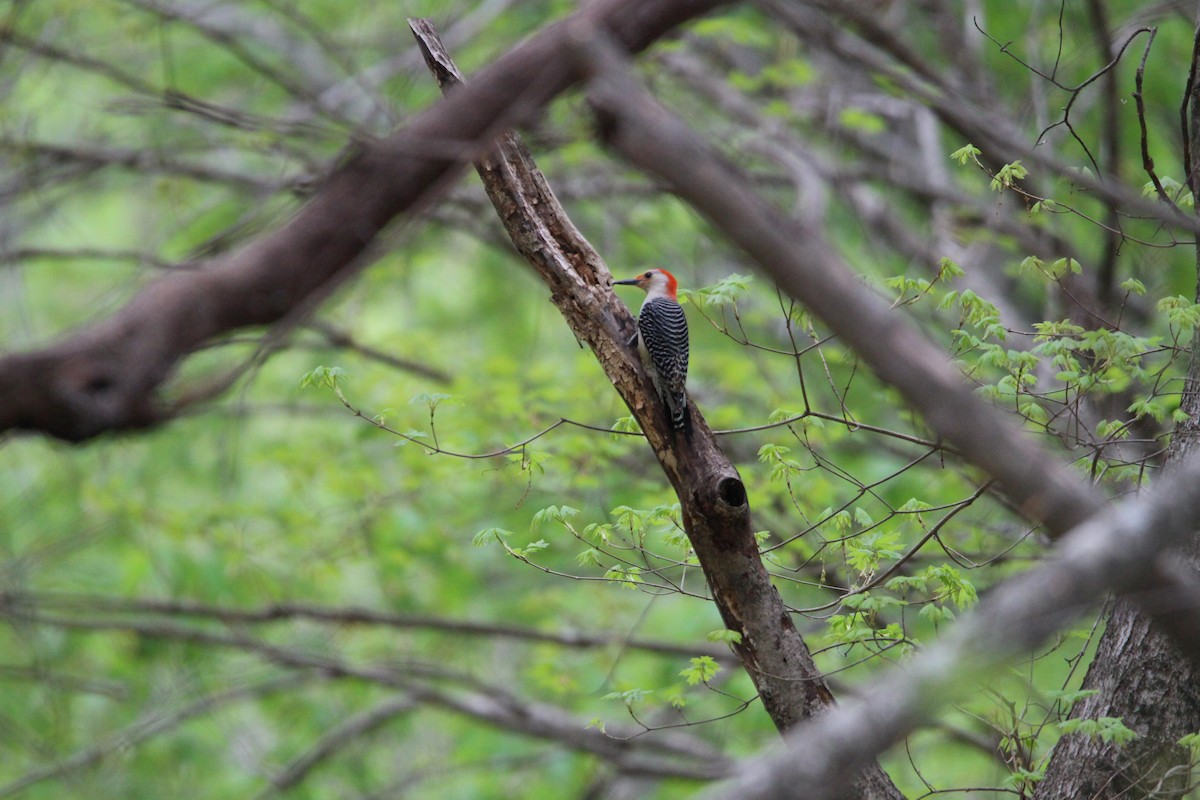 Red-bellied Woodpecker - ML633167527