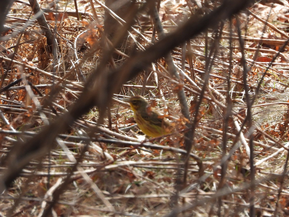 Palm Warbler - ML633167681