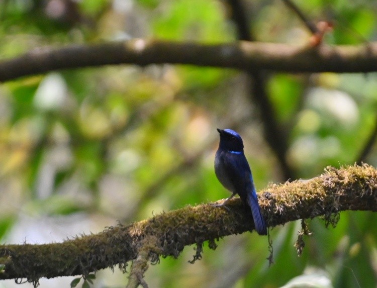 Small Niltava - ML633168015