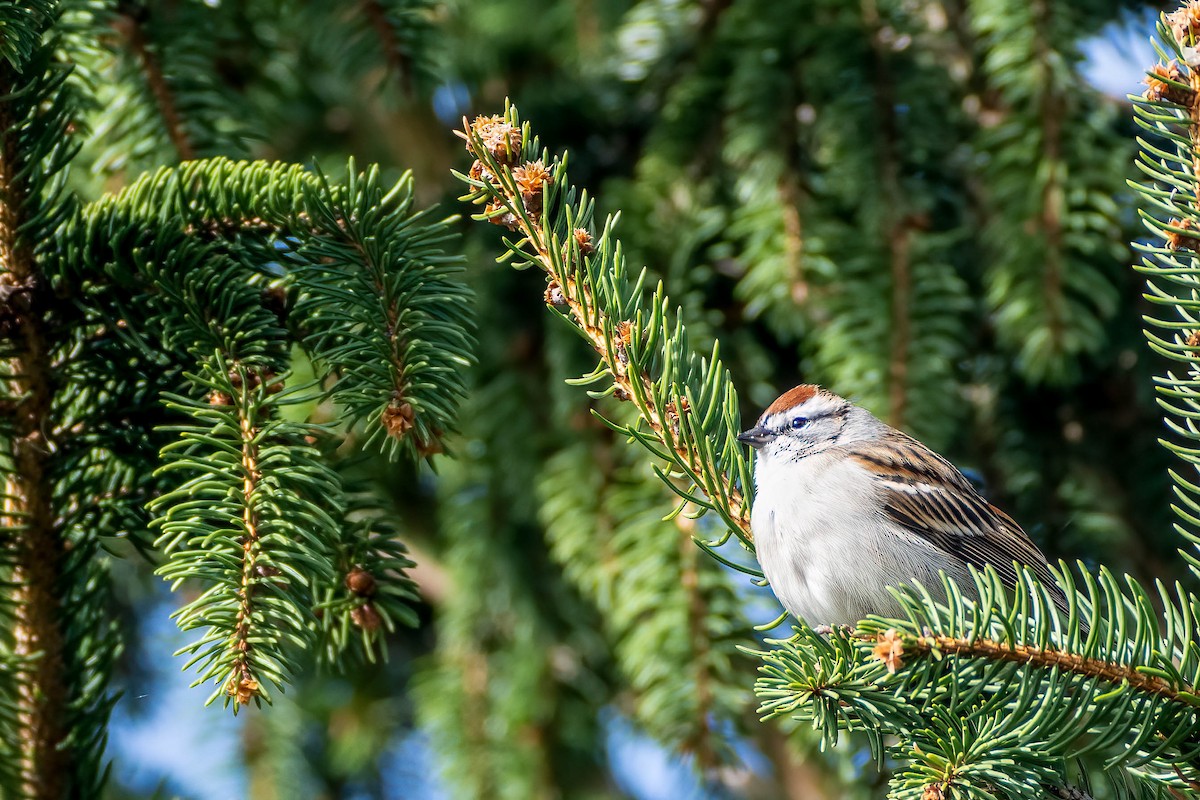 Chipping Sparrow - ML633168064