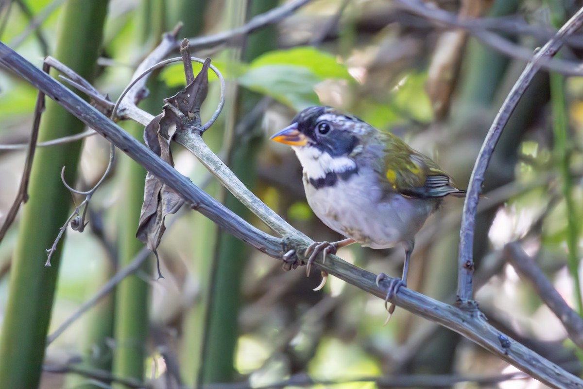 Saffron-billed Sparrow (Saffron-billed) - ML633168234