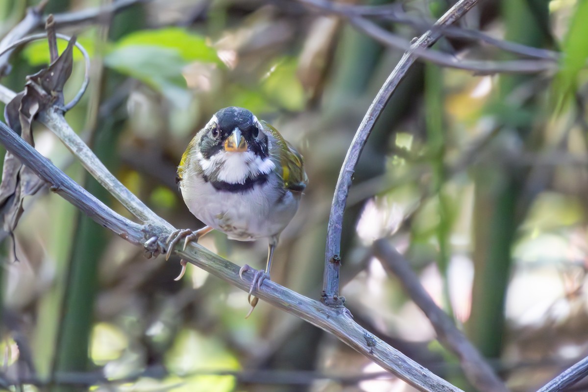 Saffron-billed Sparrow (Saffron-billed) - ML633168235