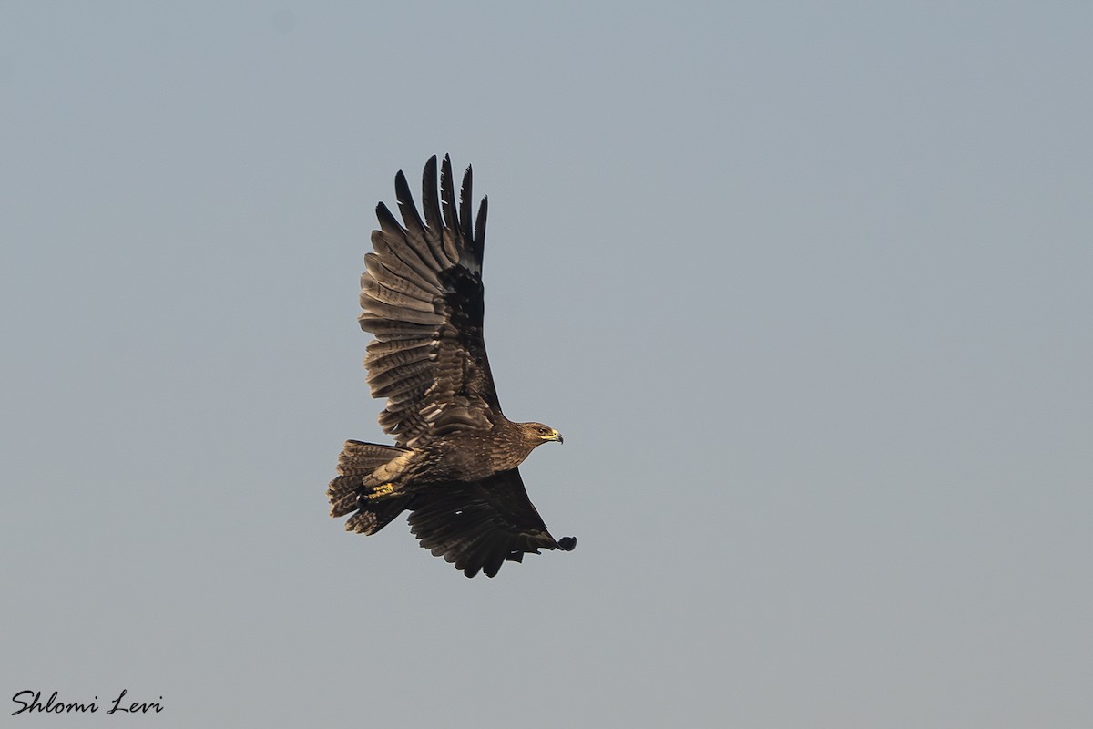 עיט צפרדעים - ML633168275