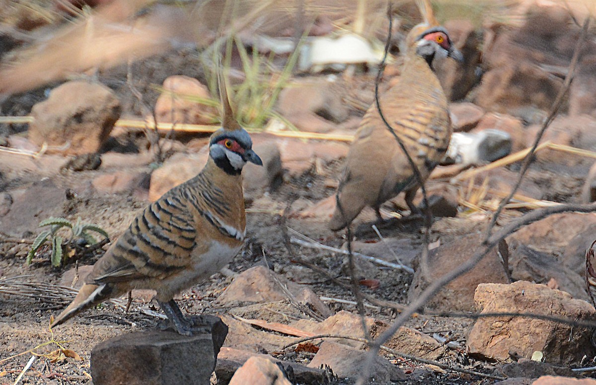 Spinifex Pigeon - ML633168305