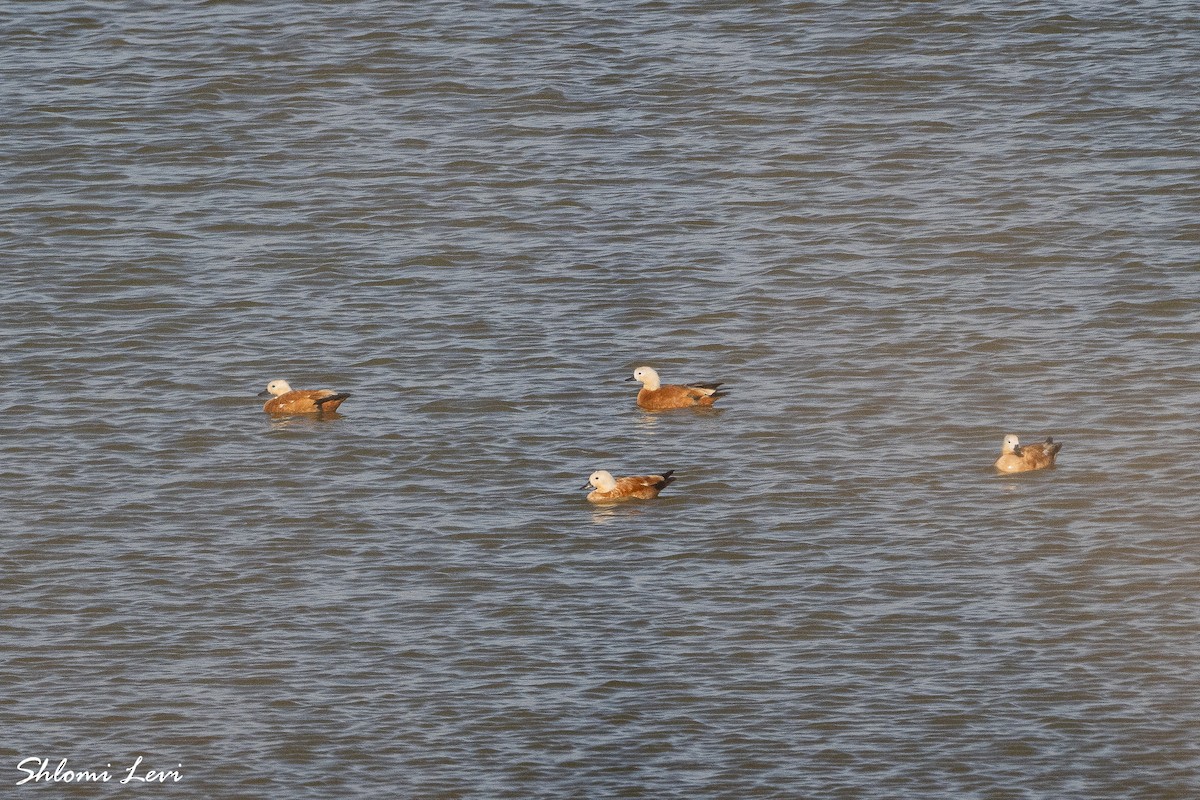 קזרקה חלודית - ML633168419