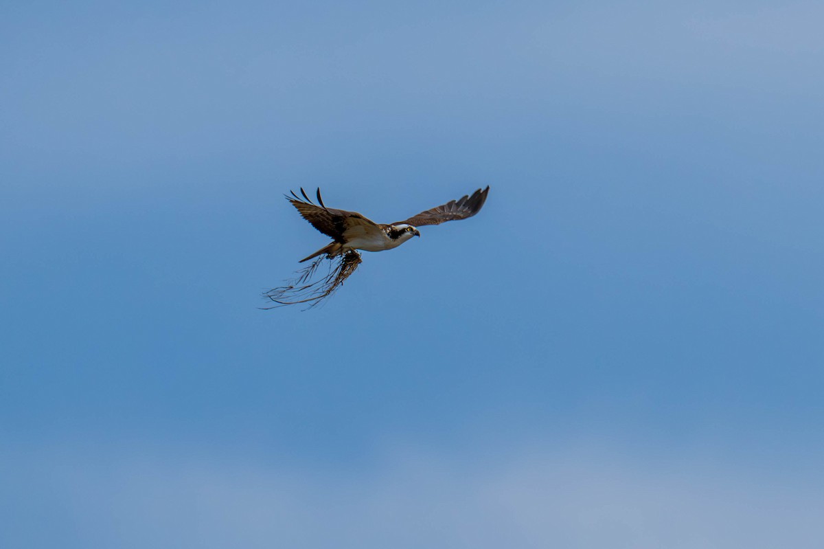 Osprey - ML633168425