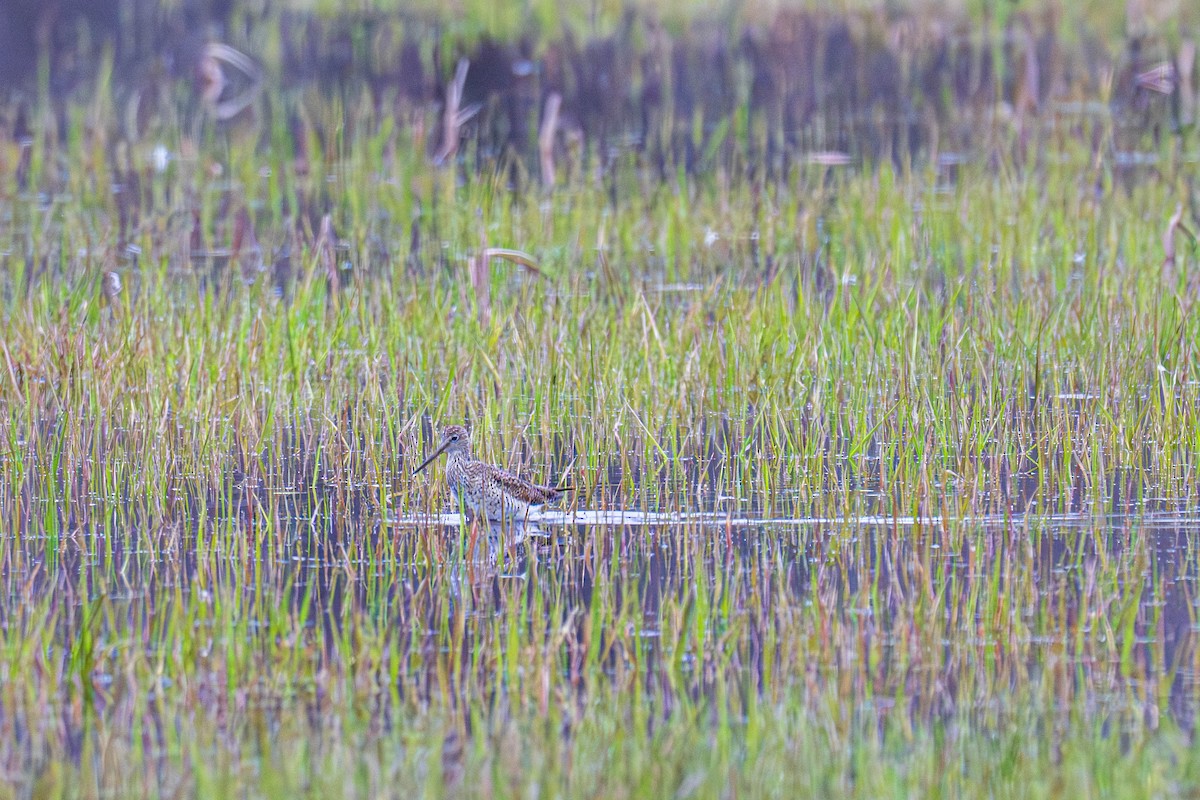 Greater Yellowlegs - ML633168440