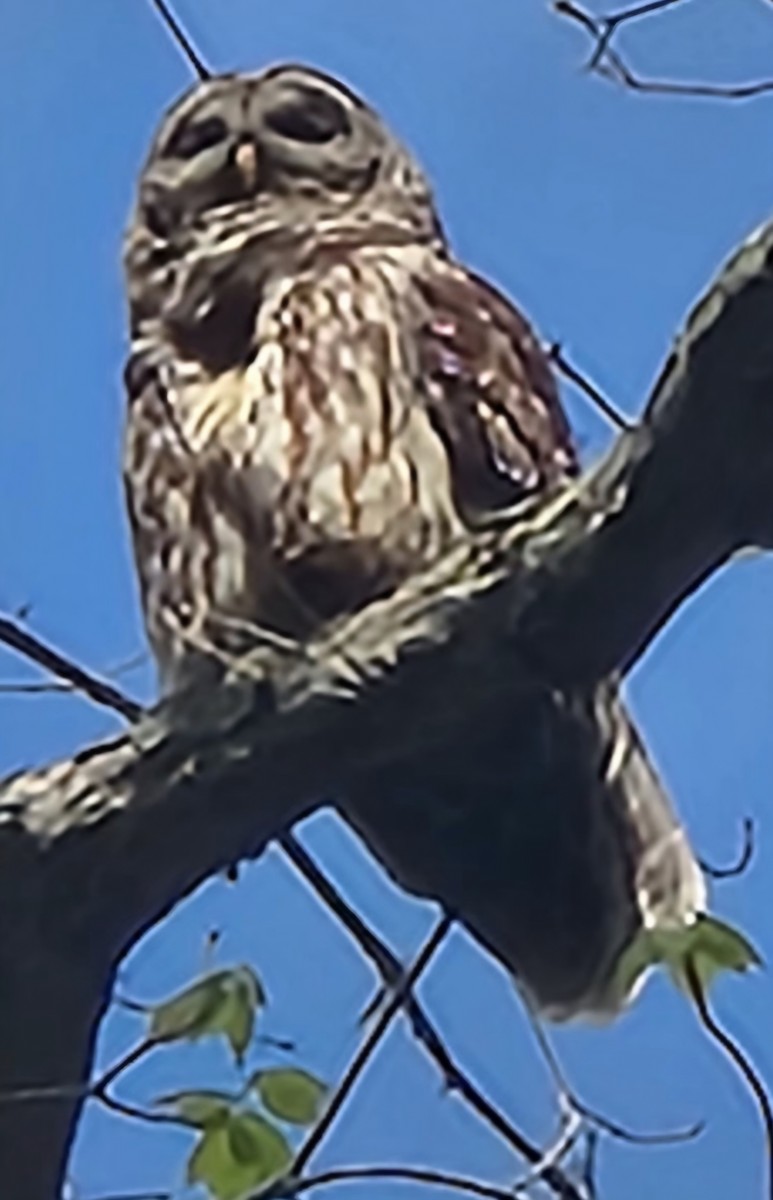 Barred Owl - ML633168504